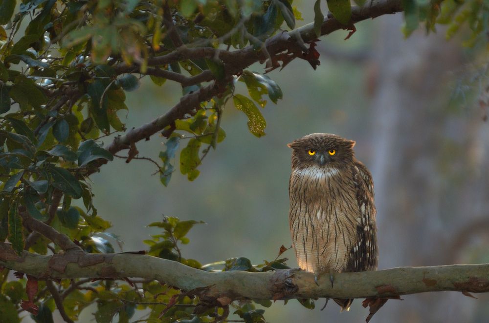 Brown Fish owl