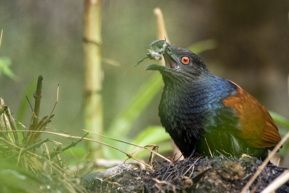 Photograph by Chamara Sulakkhana Polwatta Siriyalage