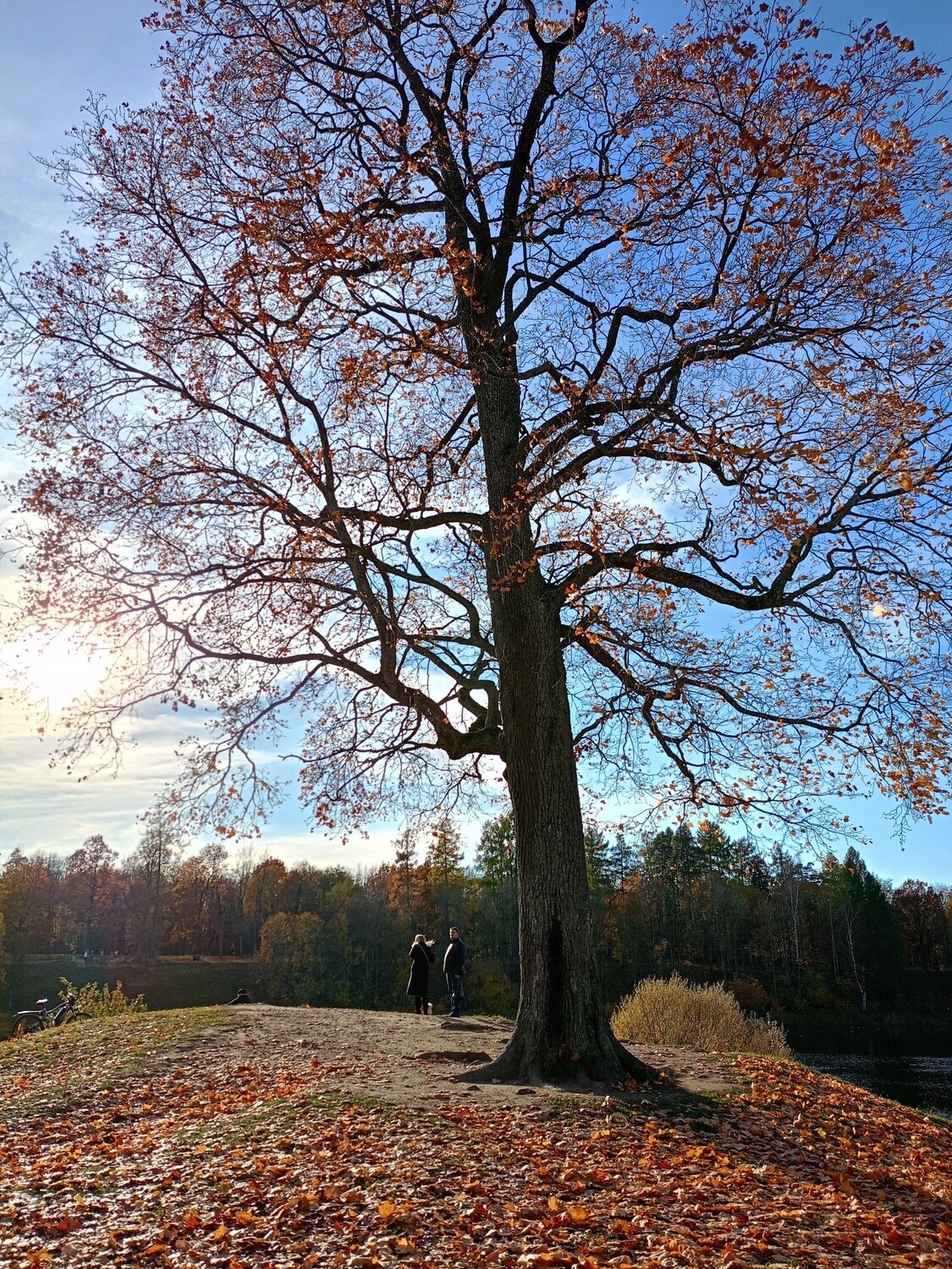 Photo #12011257