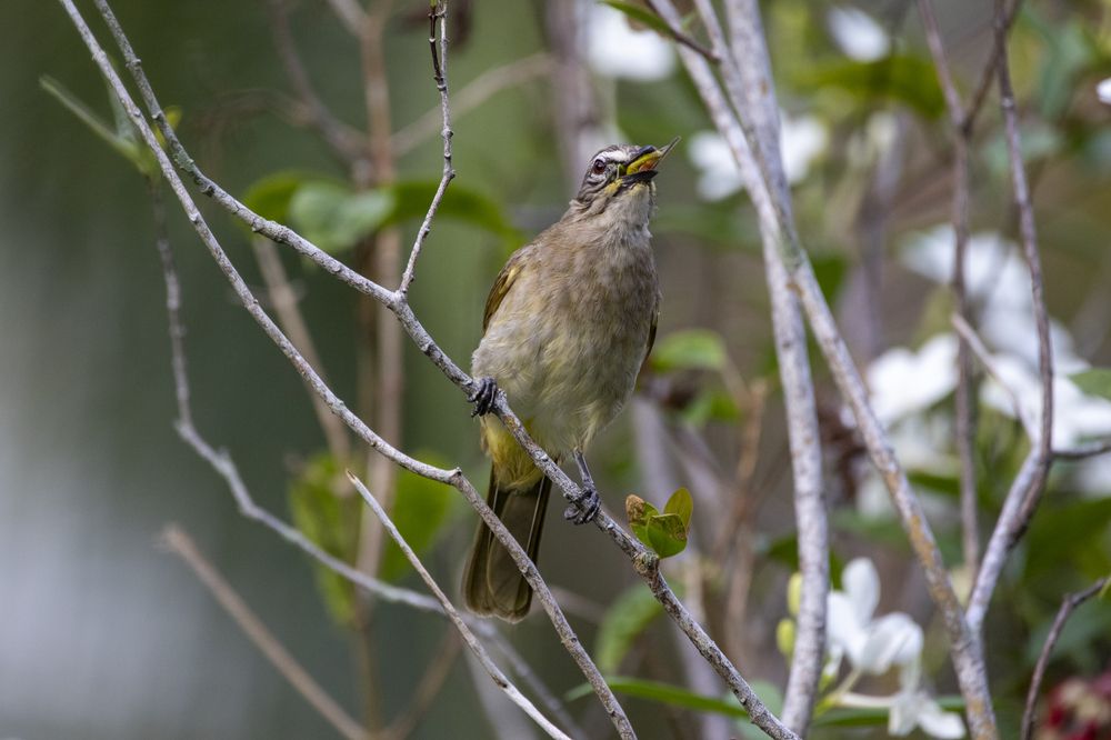 Photograph by Chamara Sulakkhana Polwatta Siriyalage