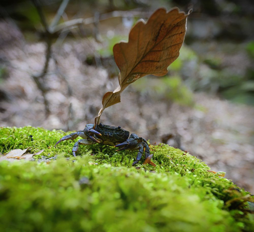 Фотография автора Асрян Севак