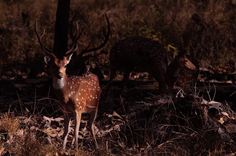 Grace in the golden dawn