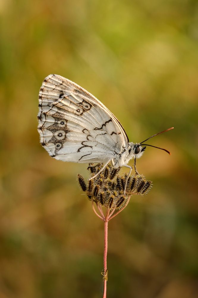 Photograph by Leonid Radashkovsky