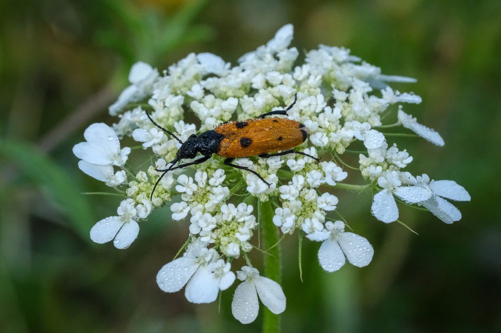 Photograph by Leonid Radashkovsky