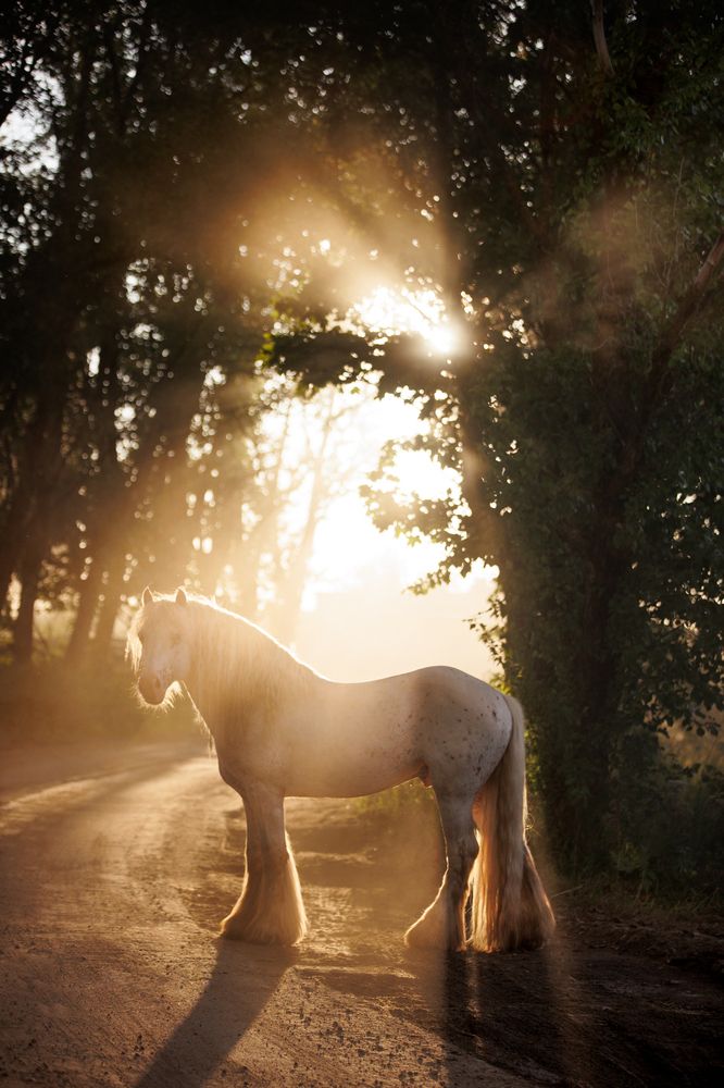 Photograph by Конный фотограф Яна Орлова