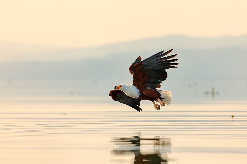Wings Over Water – The Hunters of Lake Naivasha