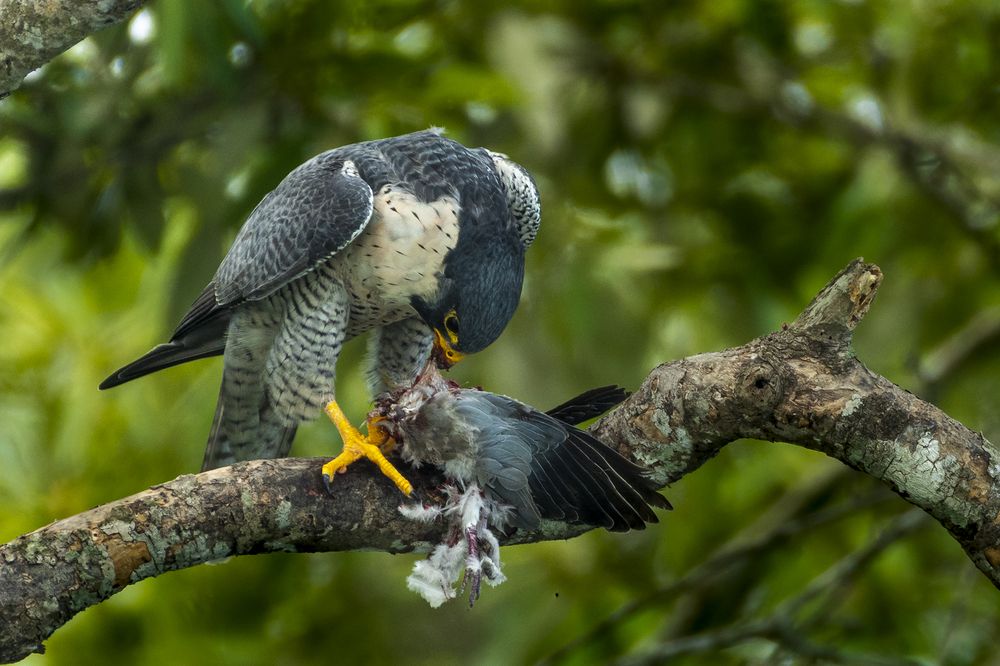 Photograph by Rahuldeb Bhattacharya