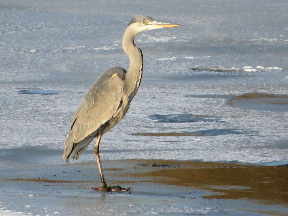 Ловит рыбку