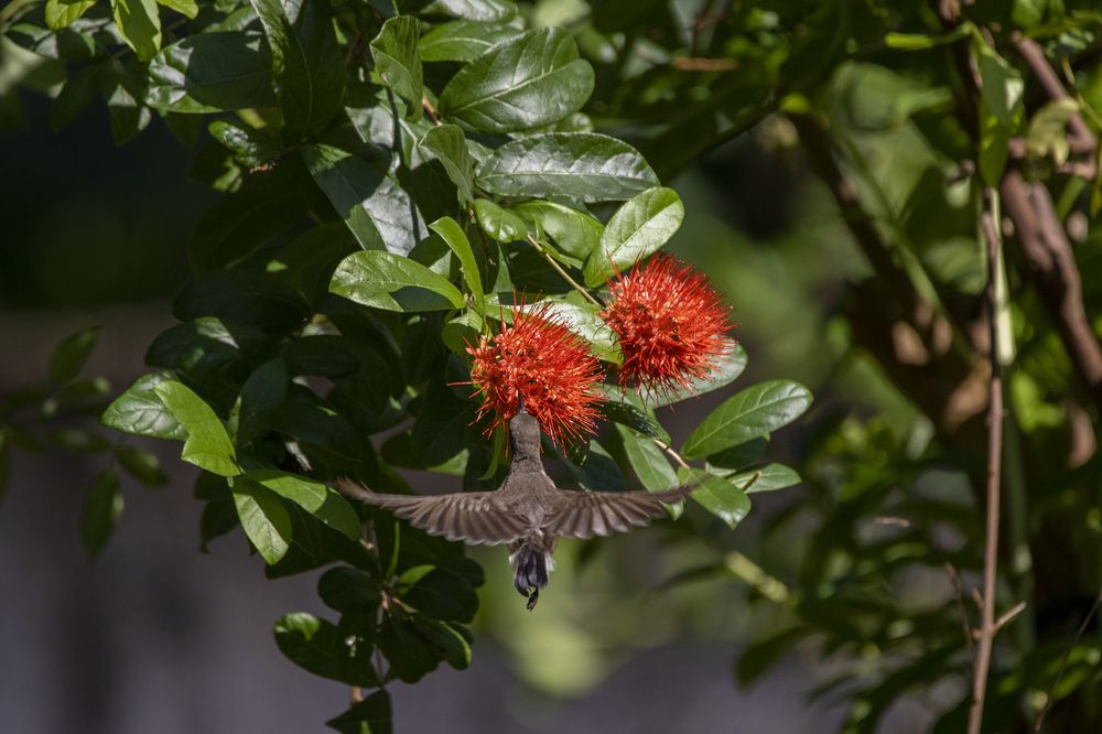 Photograph by Chamara Sulakkhana Polwatta Siriyalage