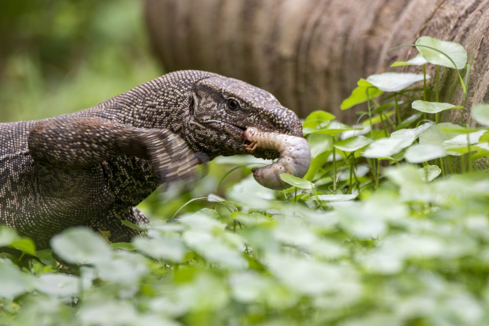 Photograph by Chamara Sulakkhana Polwatta Siriyalage