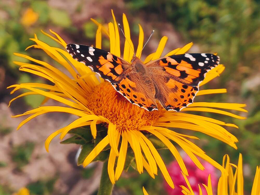 Фотография автора Елена Кузьмичева