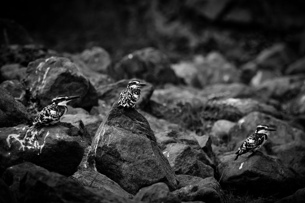 Photograph by Irene Chattopadhyay