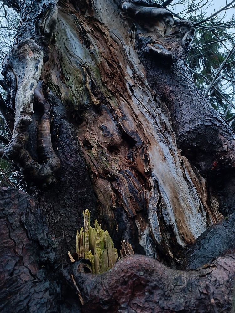 The soul of an old tree.
