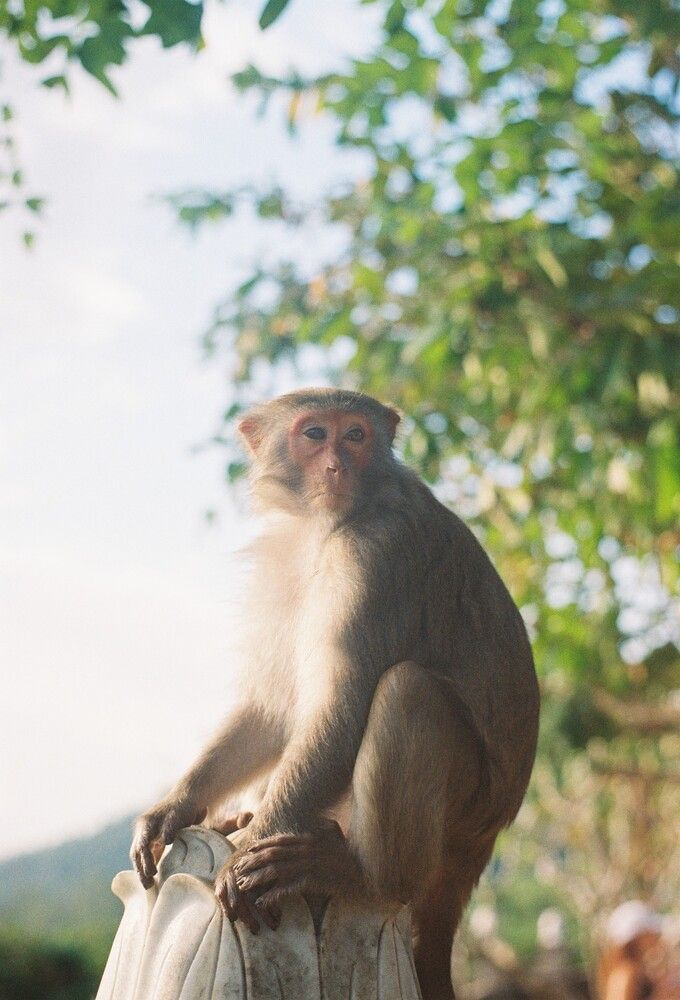 Temple's Monkey