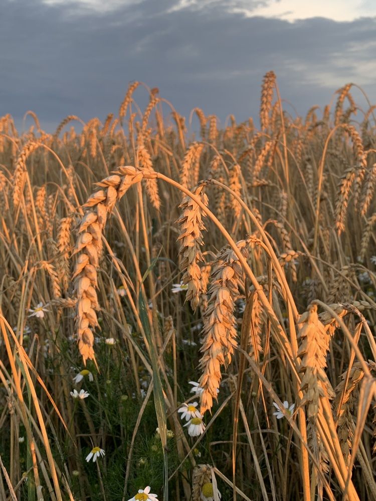 Фотография автора Ирина Шпаковская