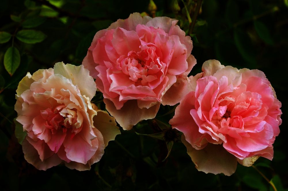 Photograph by Михаил Никитин