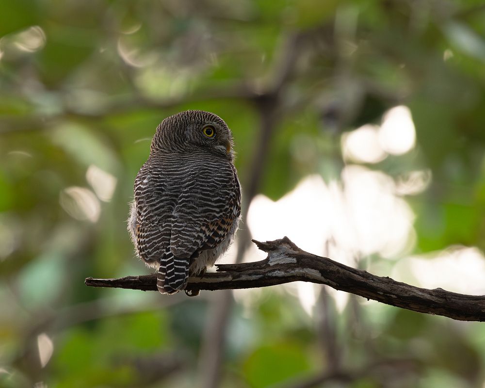 Photograph by Nikhil Parnandi