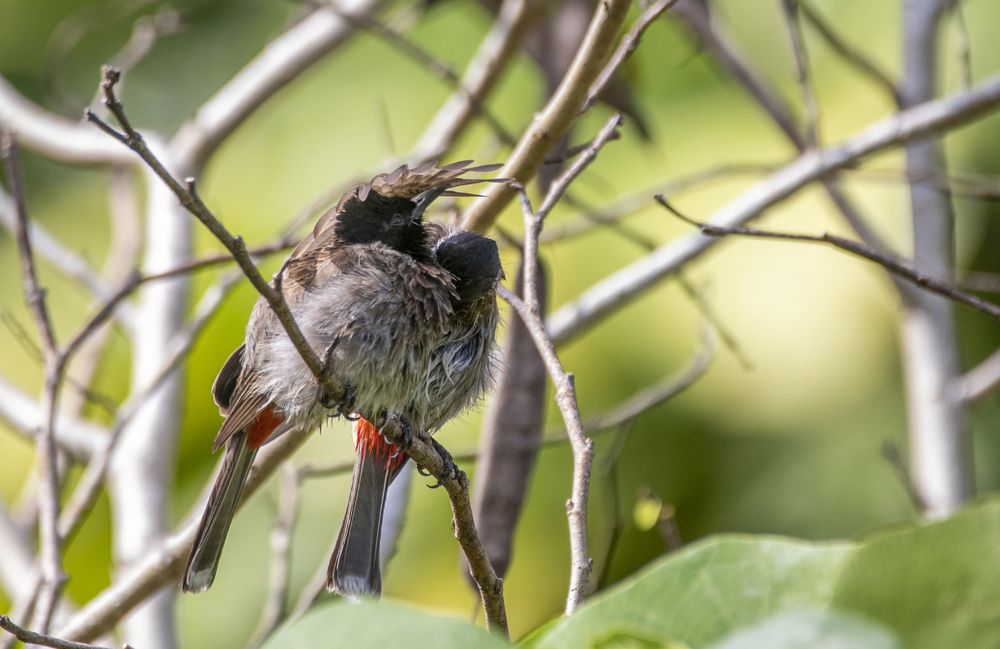 Photograph by Chamara Sulakkhana Polwatta Siriyalage