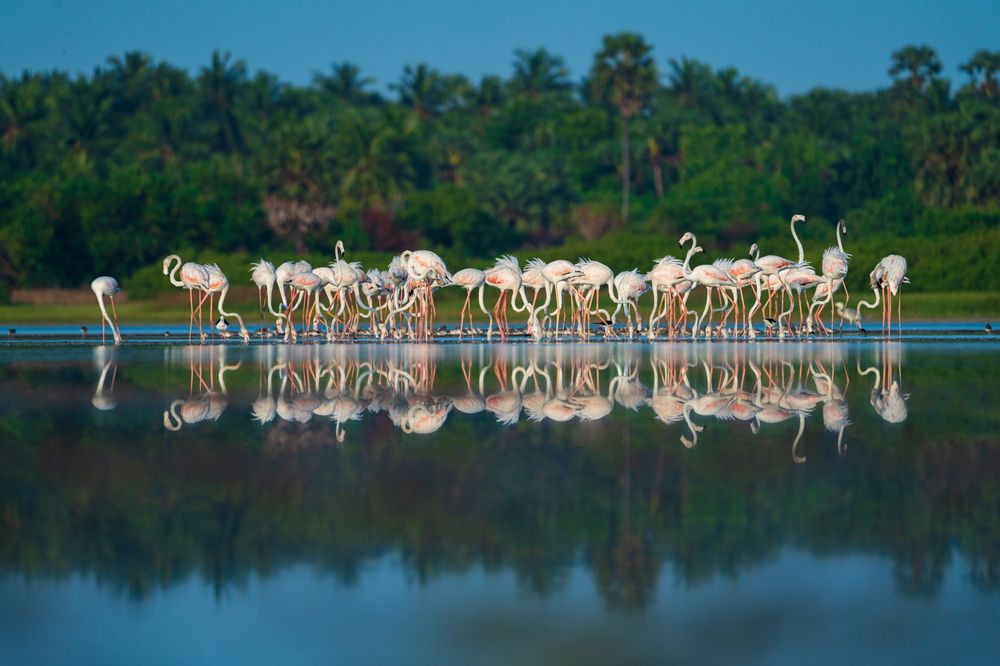 Photograph by Murugaiah Saravanan
