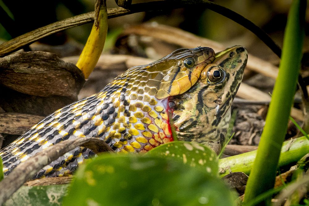Photograph by Rahuldeb Bhattacharya