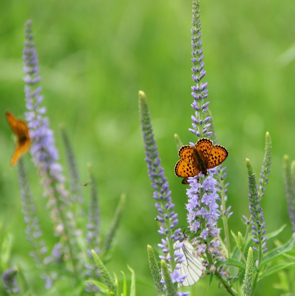 На поляночке....