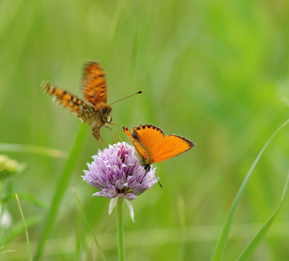Для двоих...