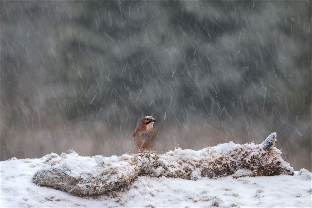 Photograph by Влад Соколовский