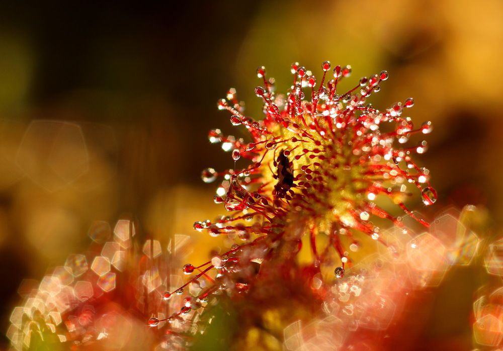 Photograph by Олег Фокин