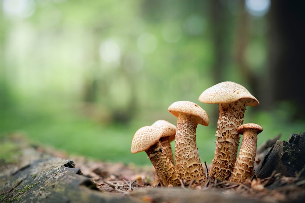 Дружная семейка