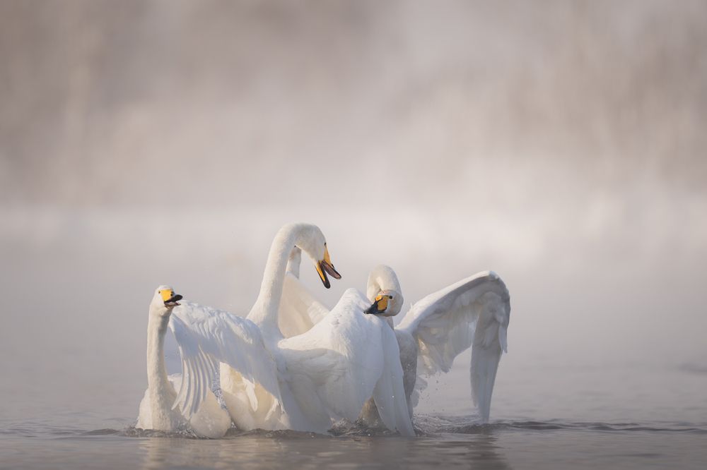 Photograph by Елена