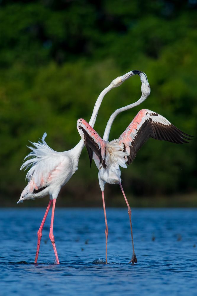 Photograph by Murugaiah Saravanan