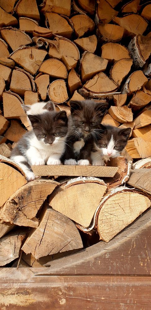 Фотография автора Татьяна Зарипова