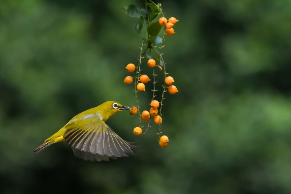 Photograph by Irene Chattopadhyay