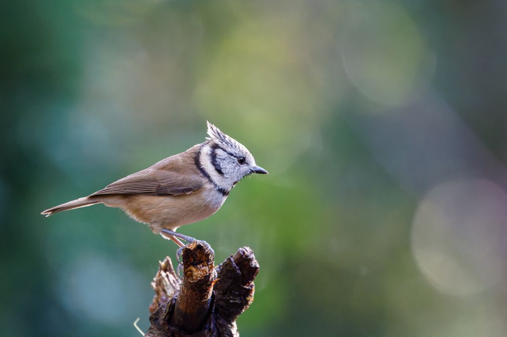 Photograph by Silvia Koopmans