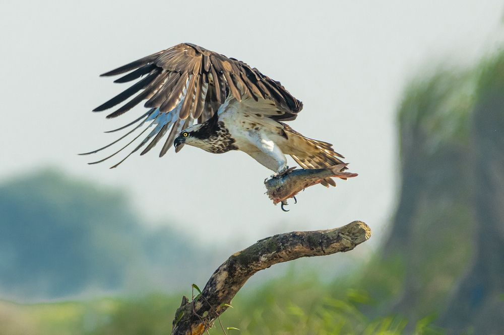 Photograph by Rahuldeb Bhattacharya
