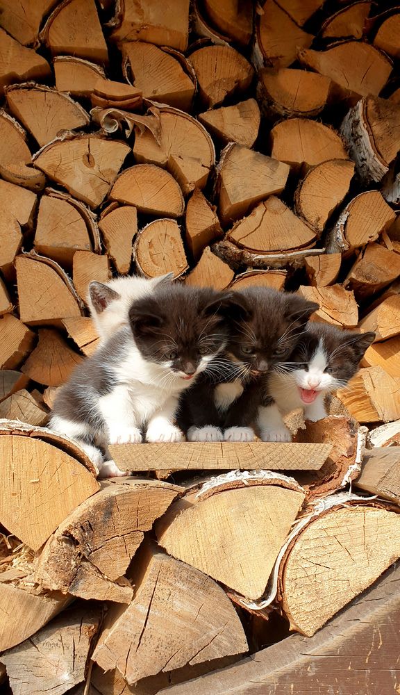 Фотография автора Татьяна Зарипова