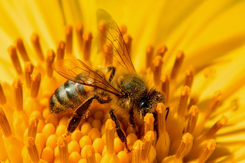 El arte de polinizar