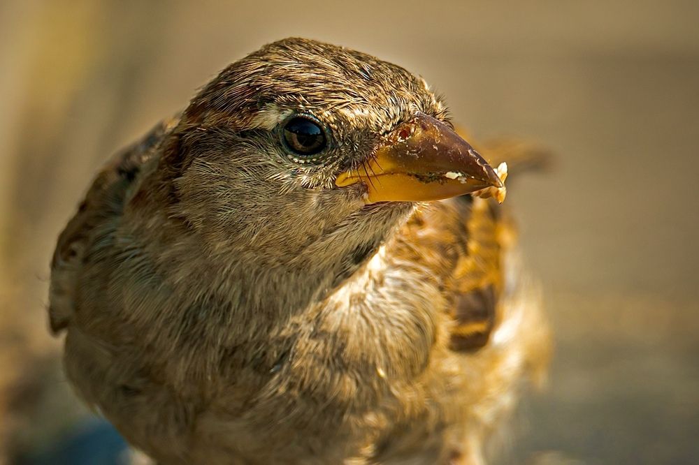 Фотография автора Helena Ivanova