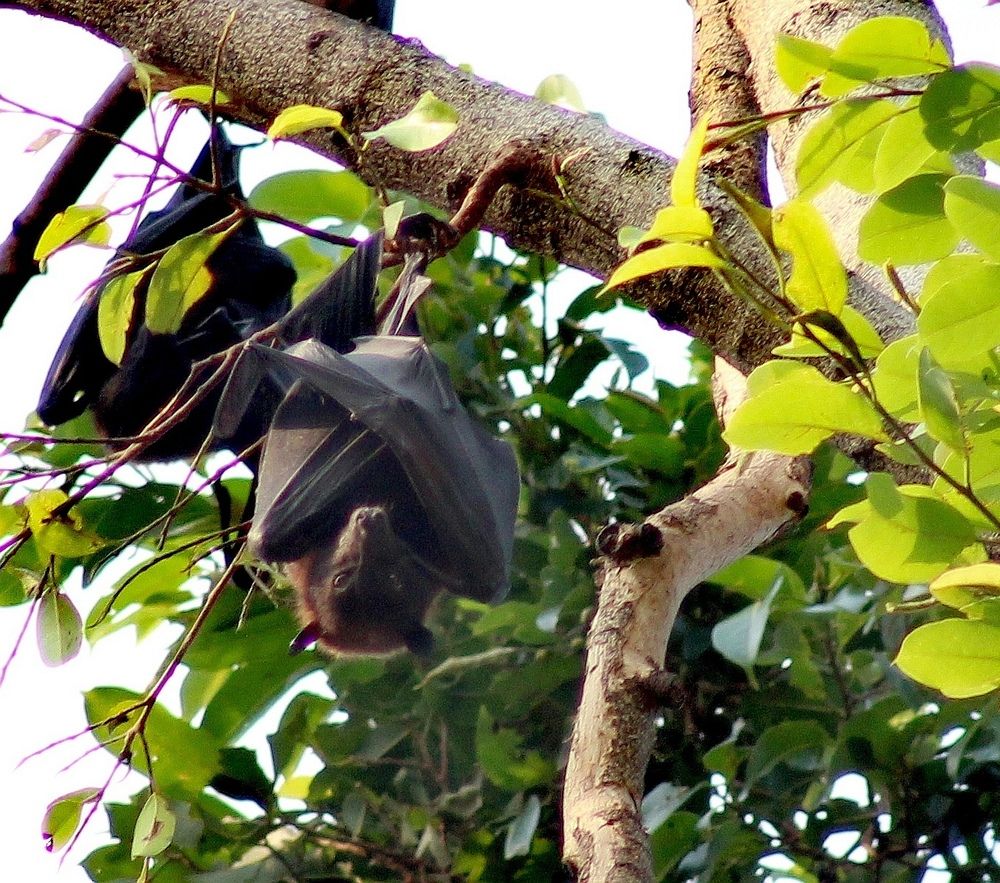 Зверушки в дикой природе.