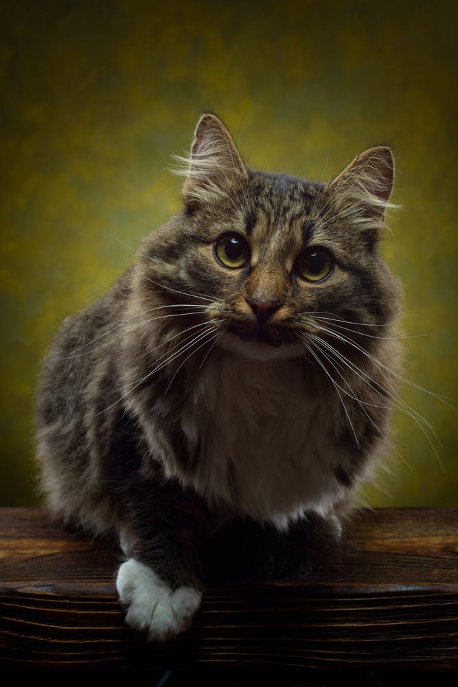 Фотография автора Сизов Кирилл