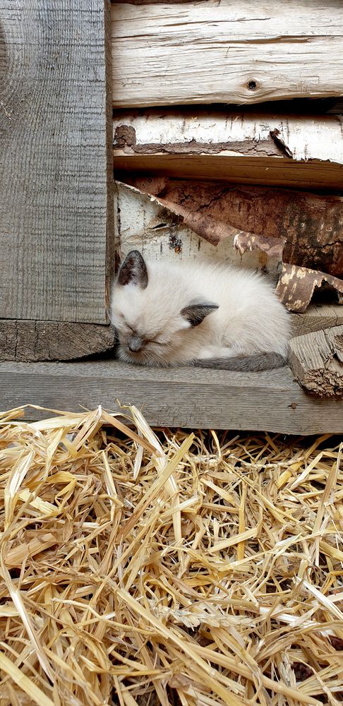 Фотография автора Татьяна Зарипова