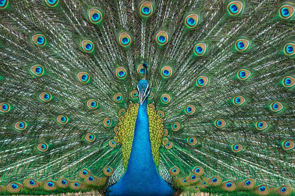 Photograph by Murugaiah Saravanan