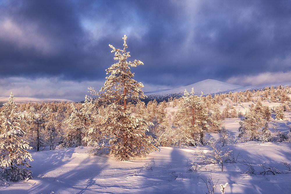 Photograph by Липецких Владимир