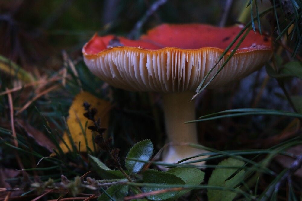 Photograph by Ekaterina Essaulova