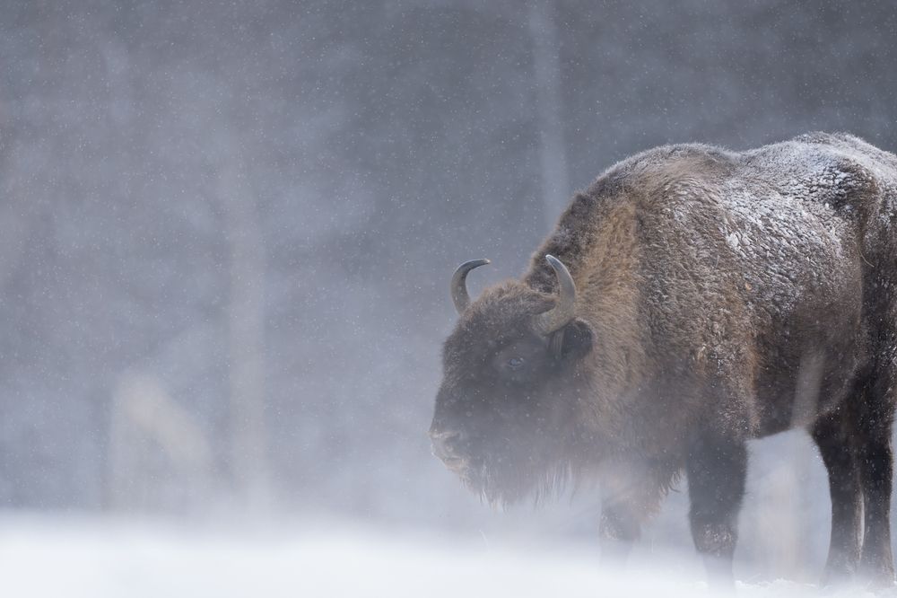 Photograph by Елена Головкина