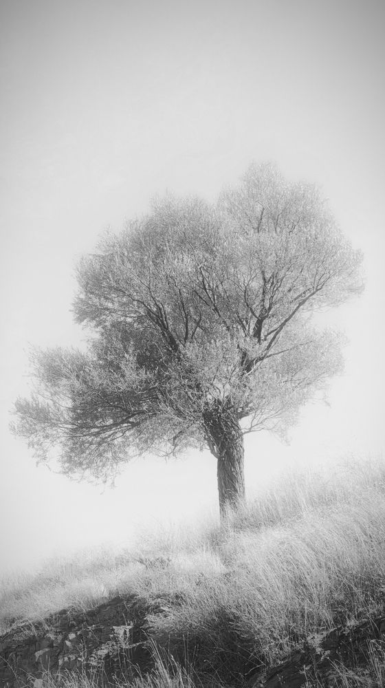 Photograph by safoura saeedi seta