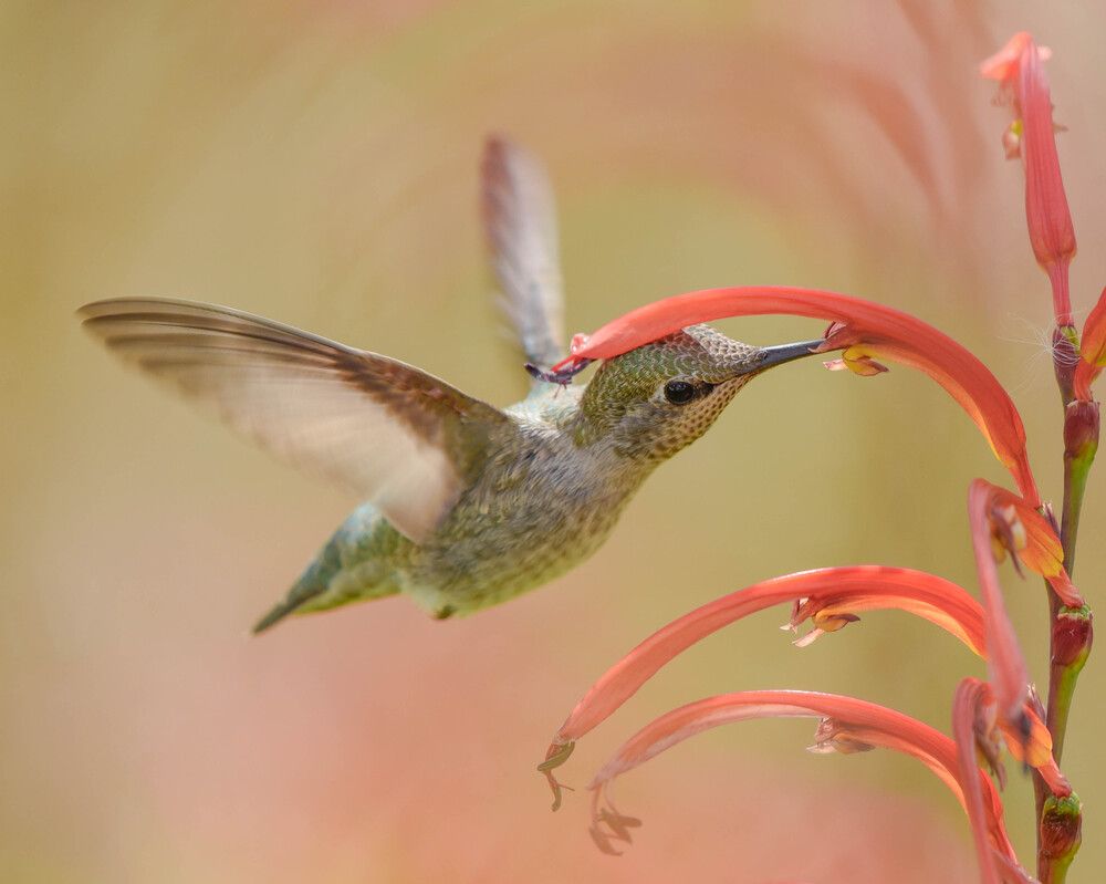 Photograph by Antara Chakravarty