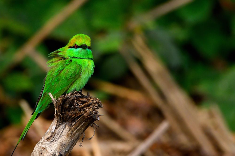 Photograph by SRIMANTA RAY