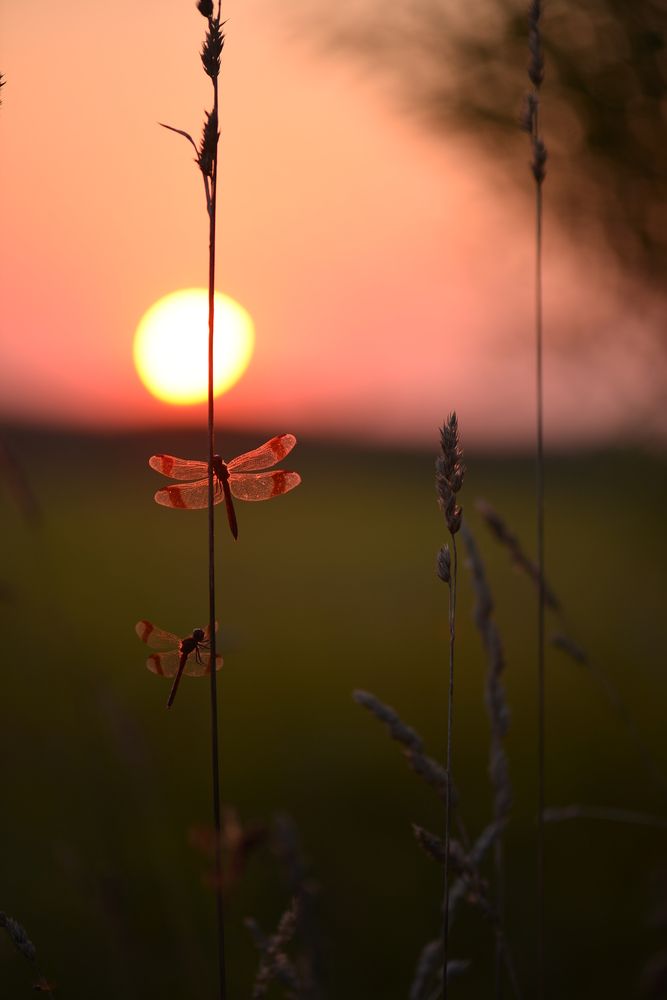 Photograph by Соварцева Ксения