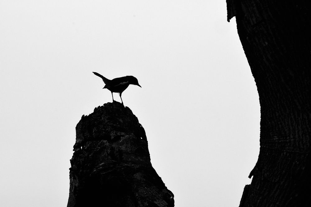 Photograph by SRIMANTA RAY